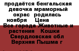 продаётся бенгальская девочка(мраморный окрас).родилась 5ноября, › Цена ­ 8 000 - Все города Животные и растения » Кошки   . Свердловская обл.,Верхняя Пышма г.